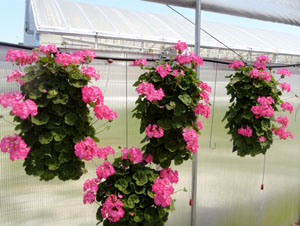 Geranium bags